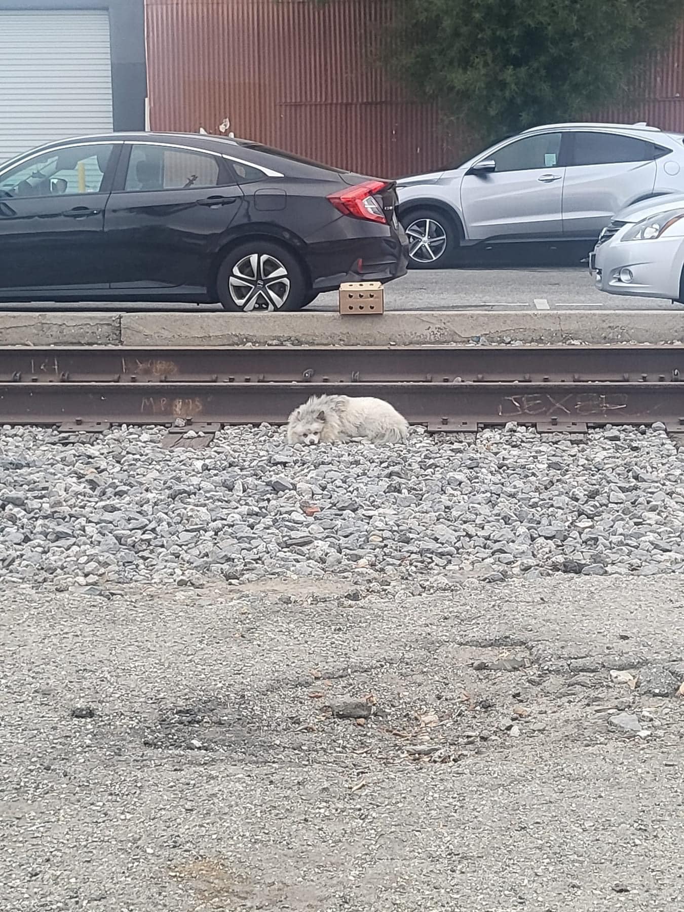 dog laying near railroad