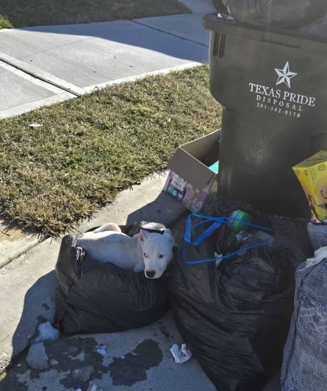 dog laying near trash can