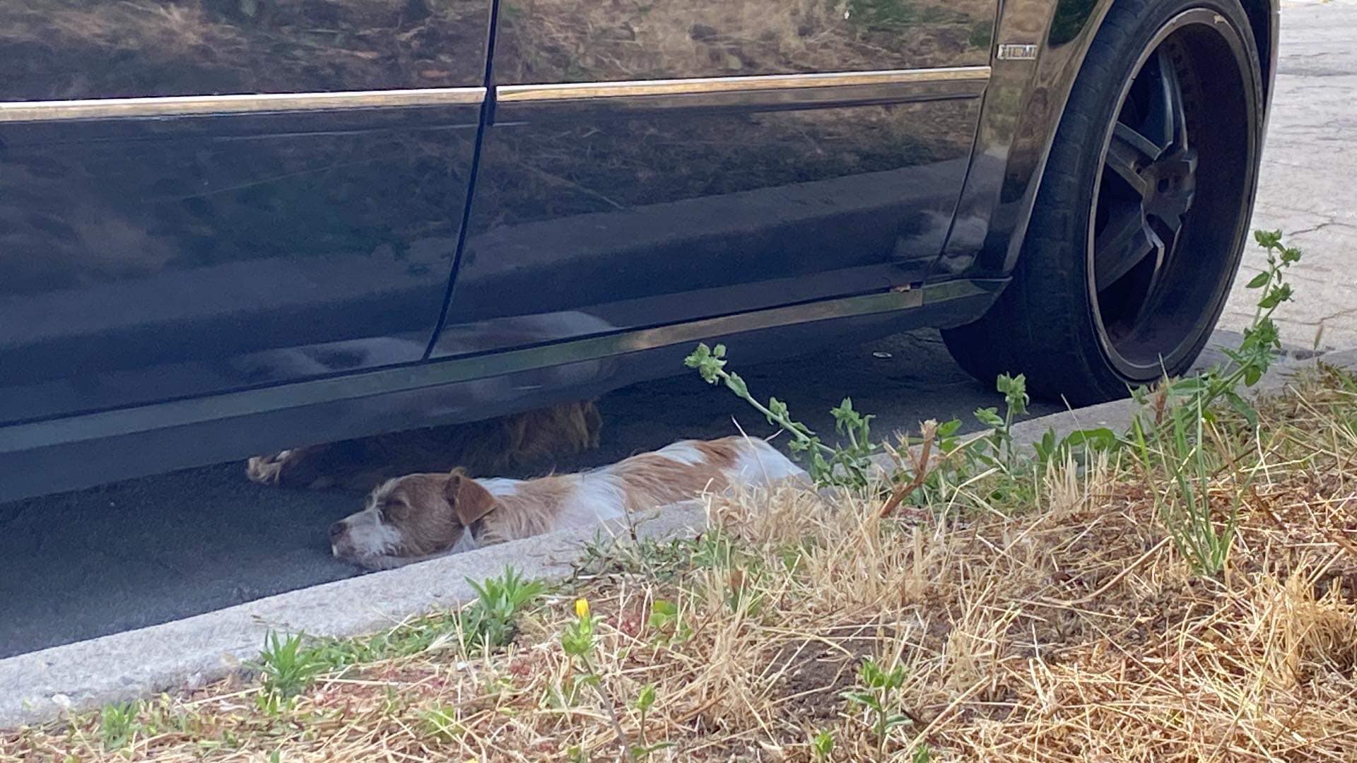 dog laying next to a car