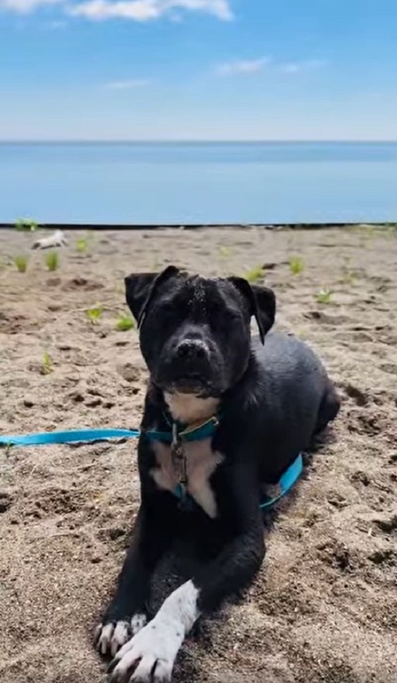 dog laying on beach