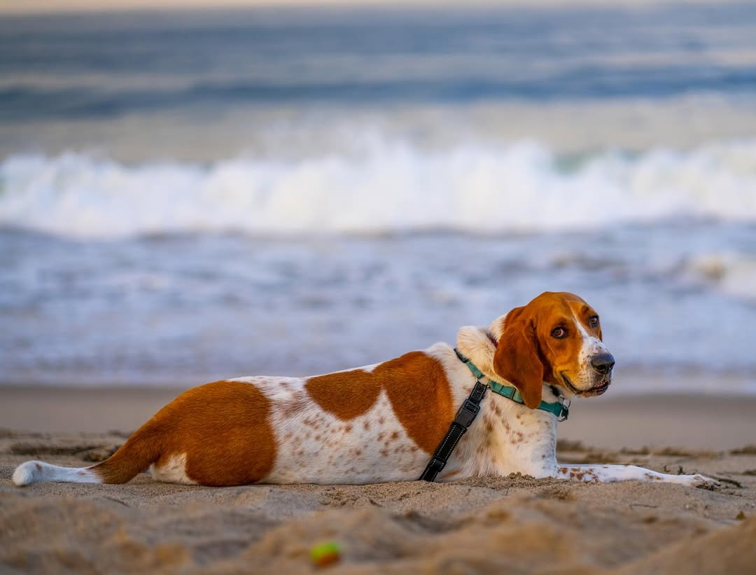 dog laying on beach