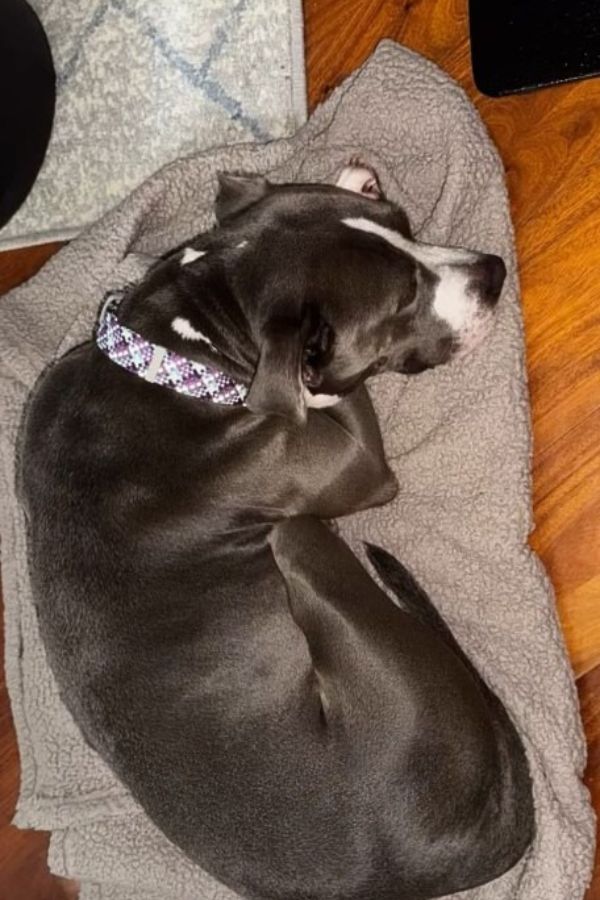 dog laying on blanket