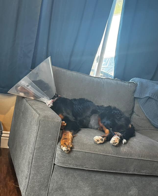 dog laying on couch