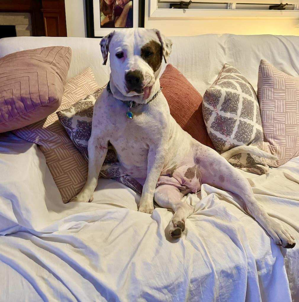 dog laying on couch