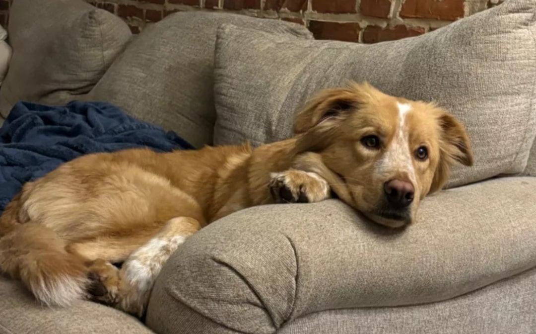dog laying on couch