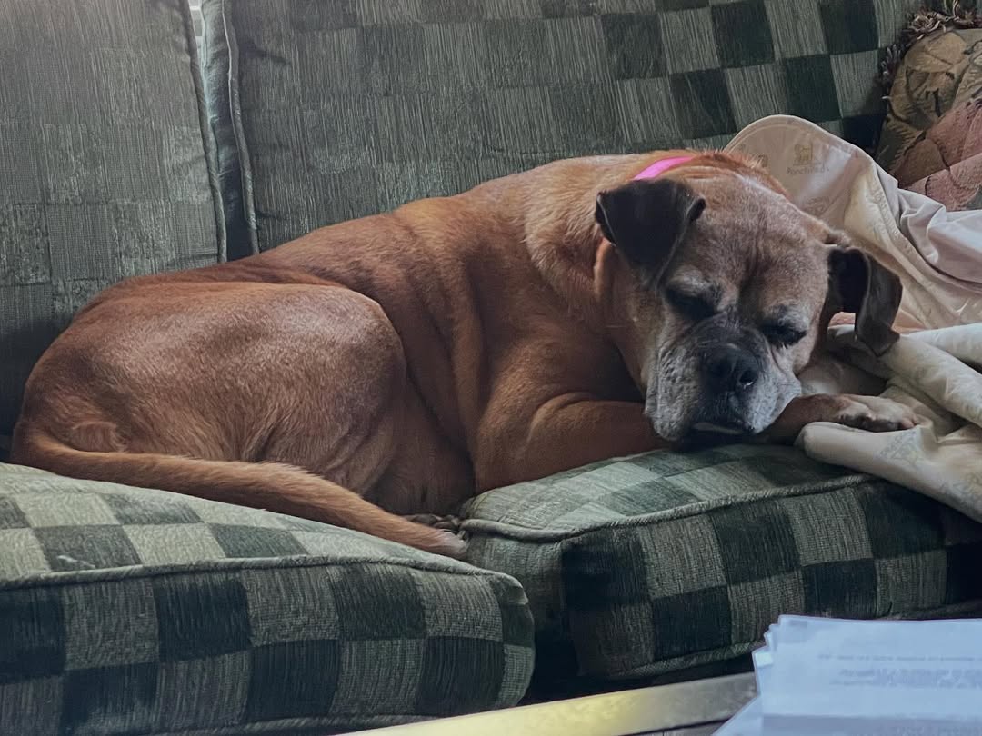 dog laying on couch