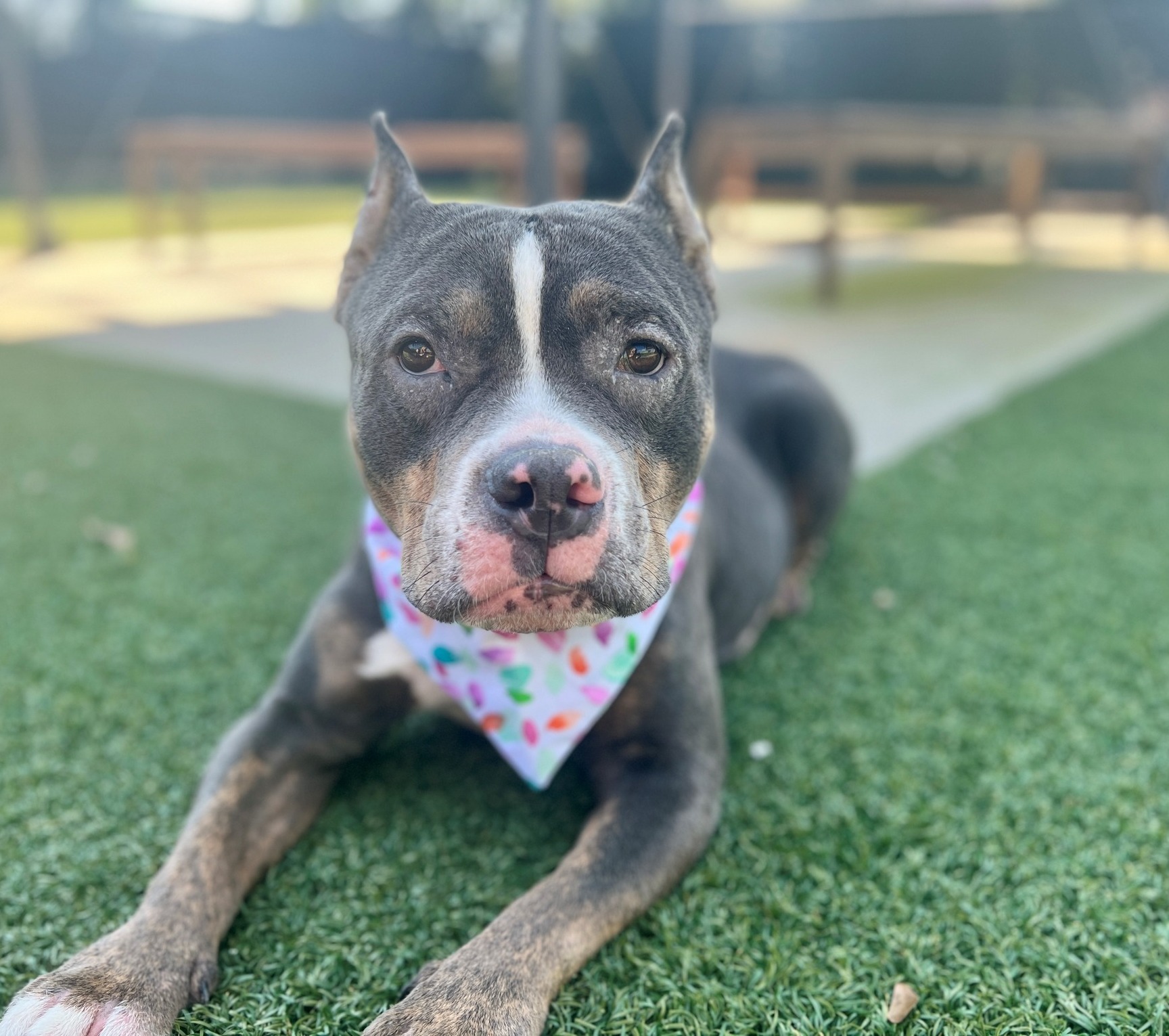 dog laying on grass