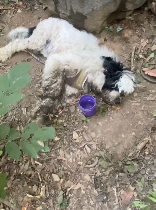 dog laying on ground