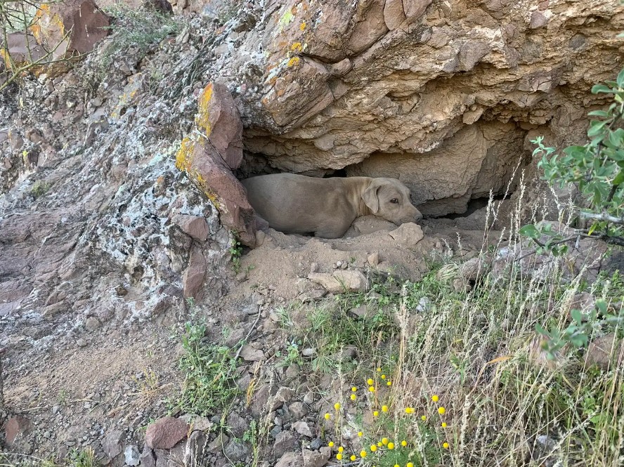 dog laying on mountain