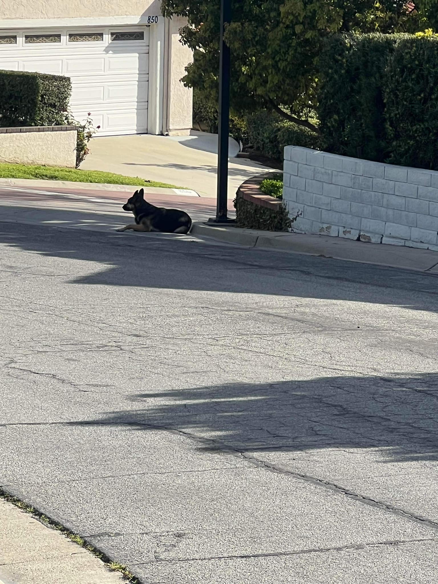 dog laying on road