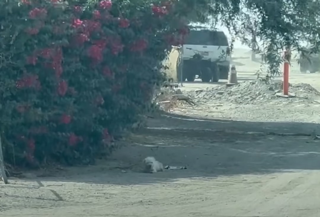 dog laying on road