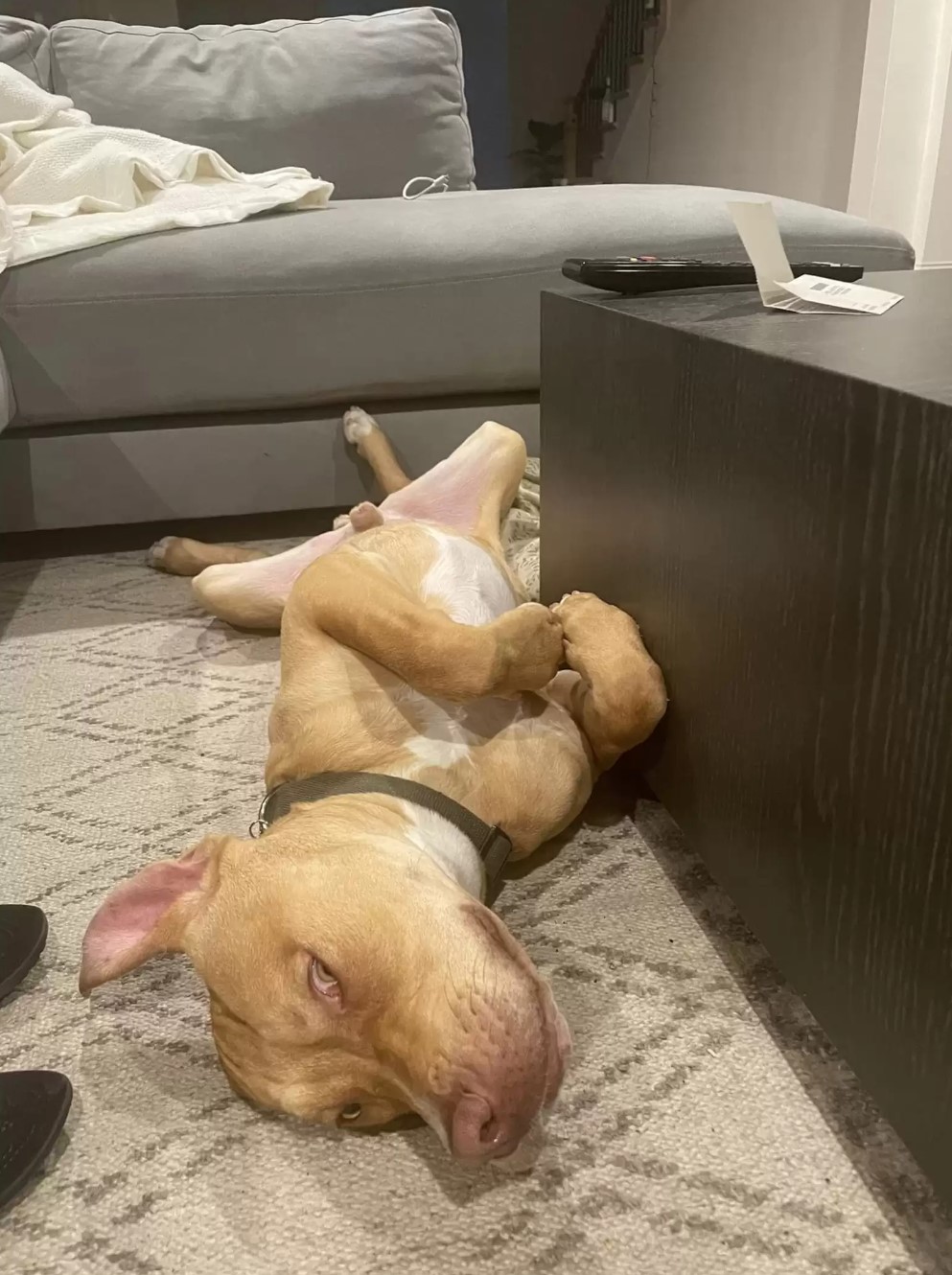 dog laying on rug
