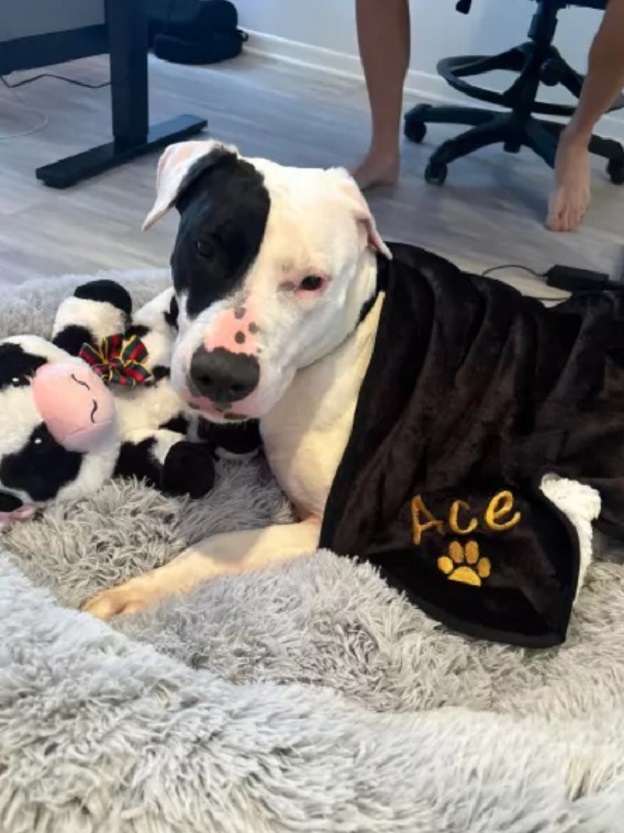 dog laying on rug