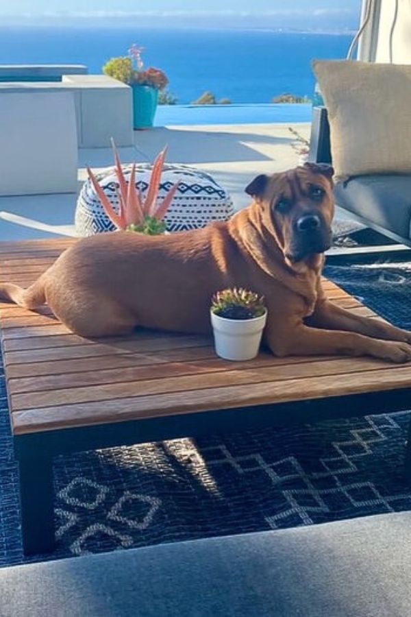 dog laying on table