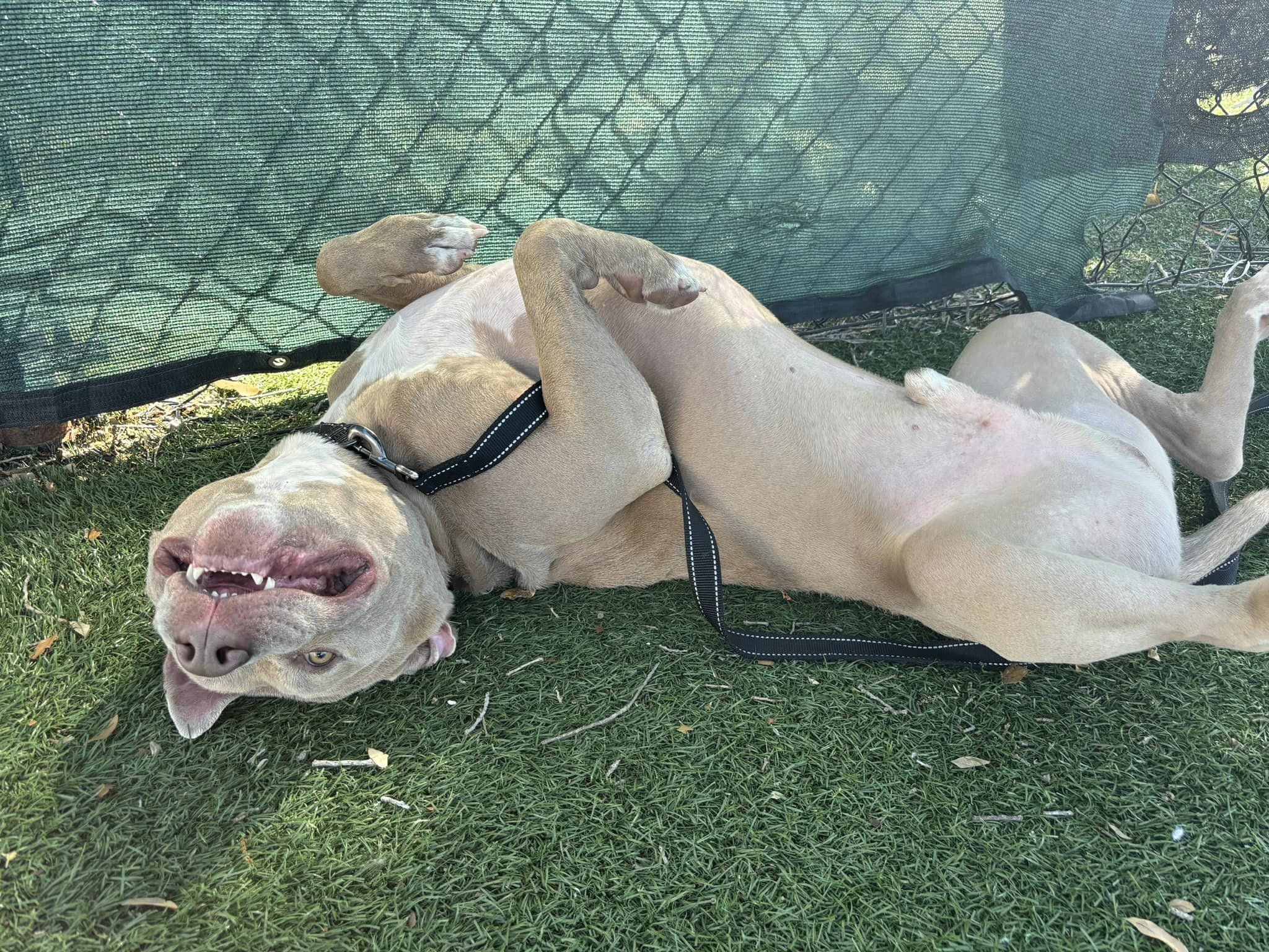 dog laying on the back