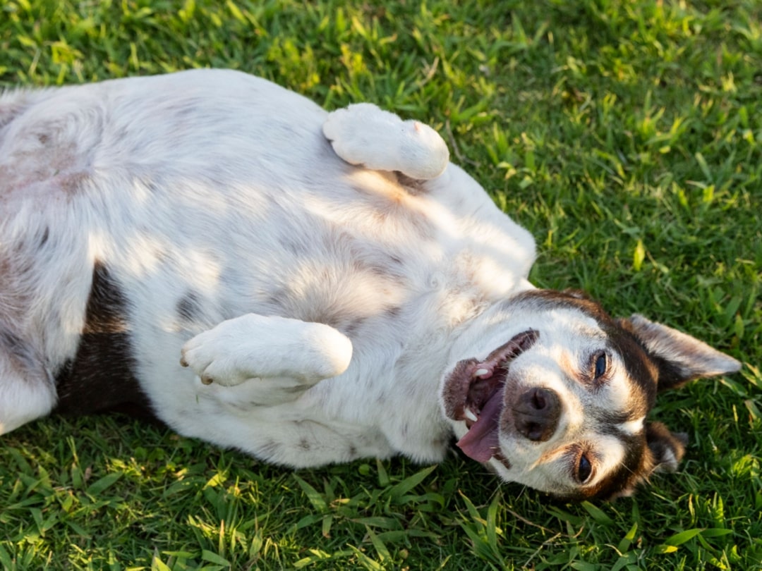dog laying on the back