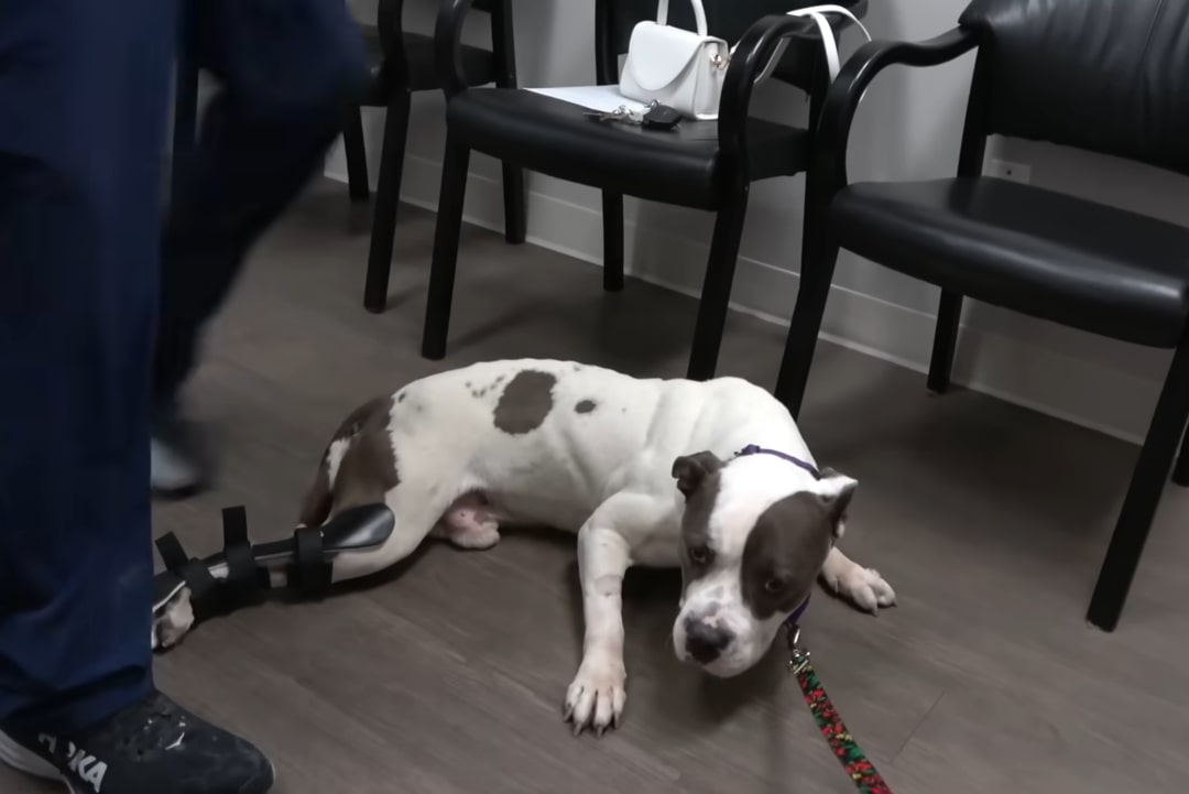 dog laying on the floor