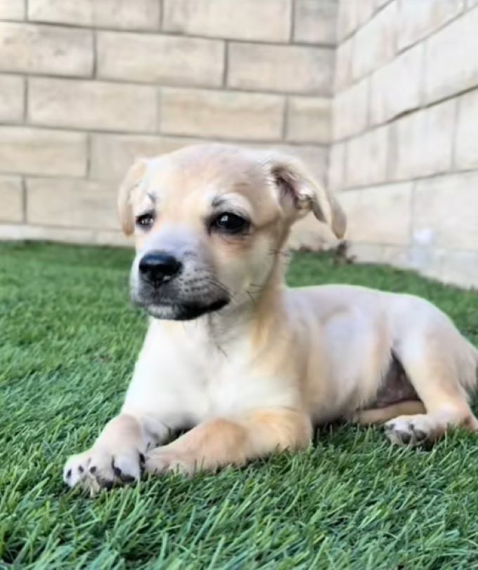 dog laying on the grass
