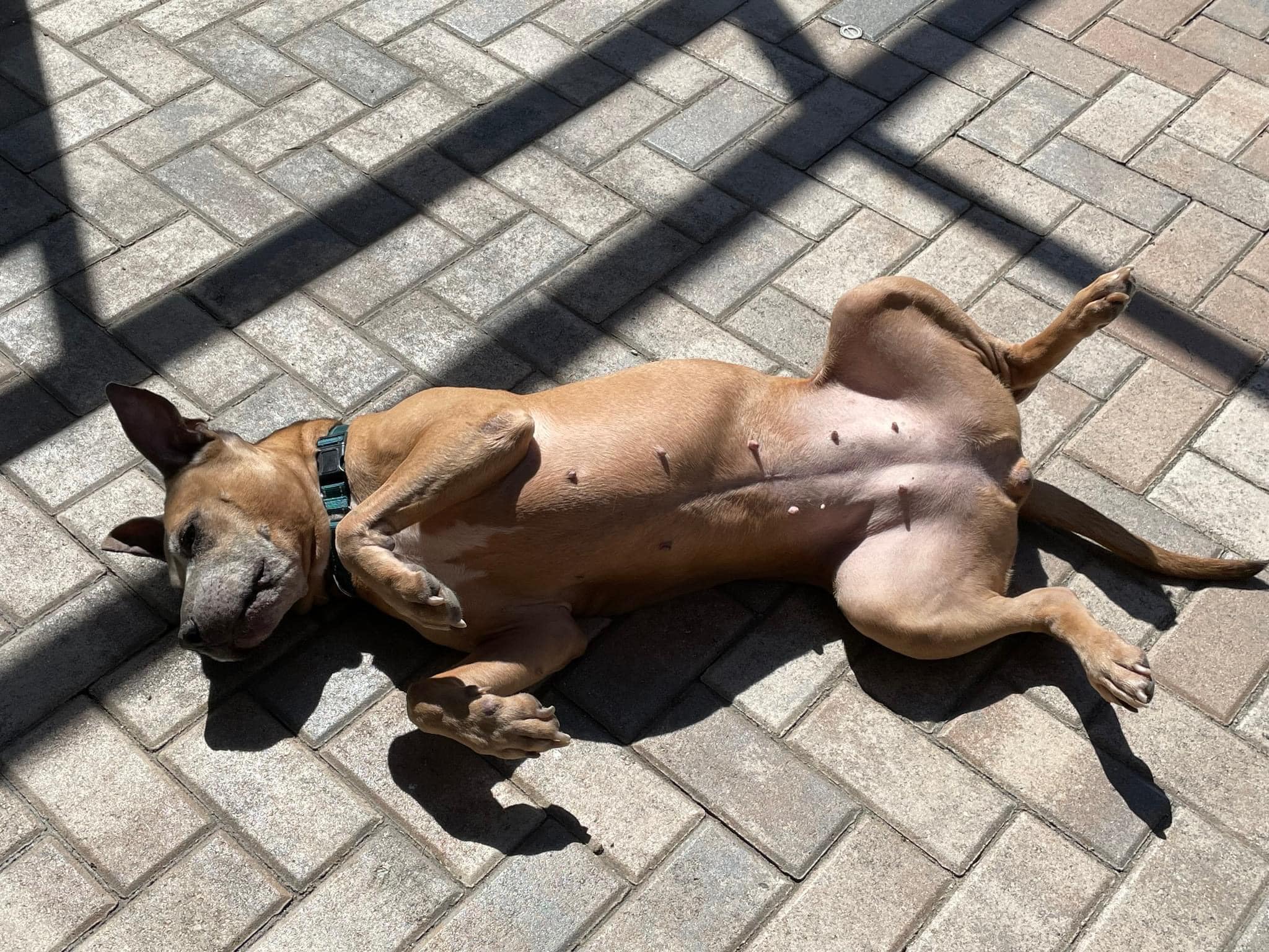 dog laying on tiles