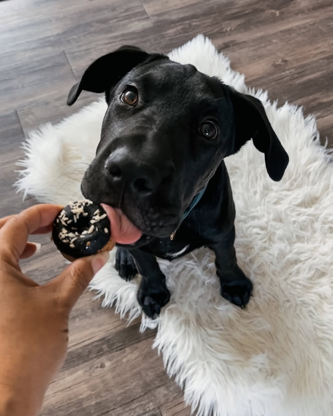dog licking a cookie