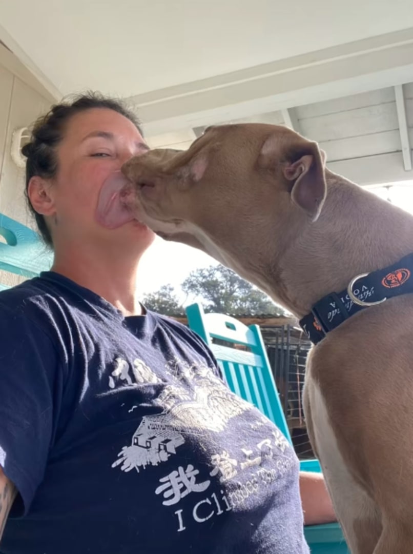 dog licking an owner