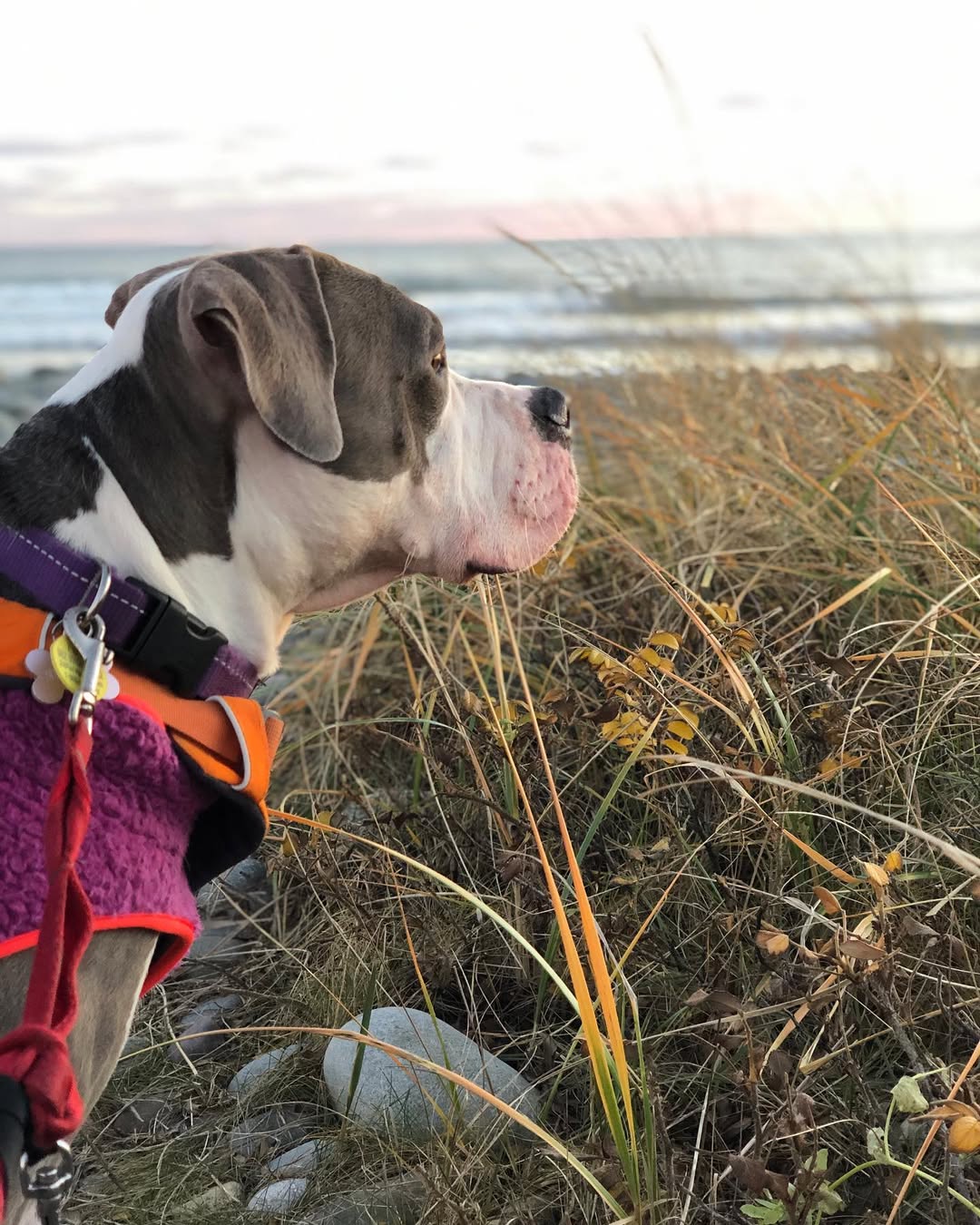 dog looking at the beach 