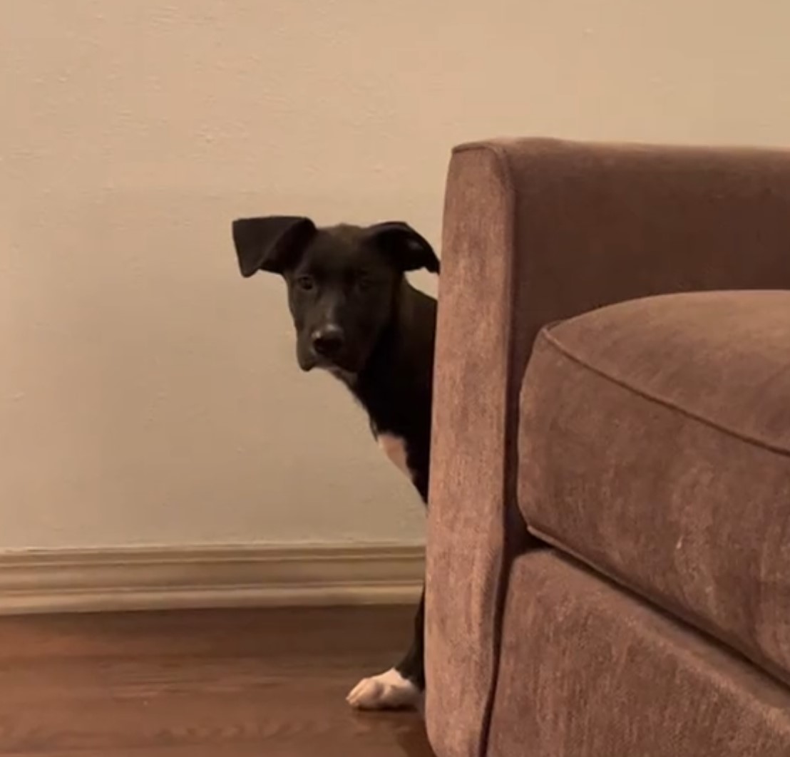 dog looking behind the couch