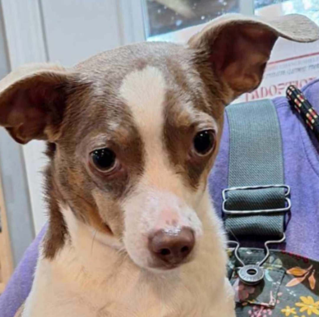 dog looking sad