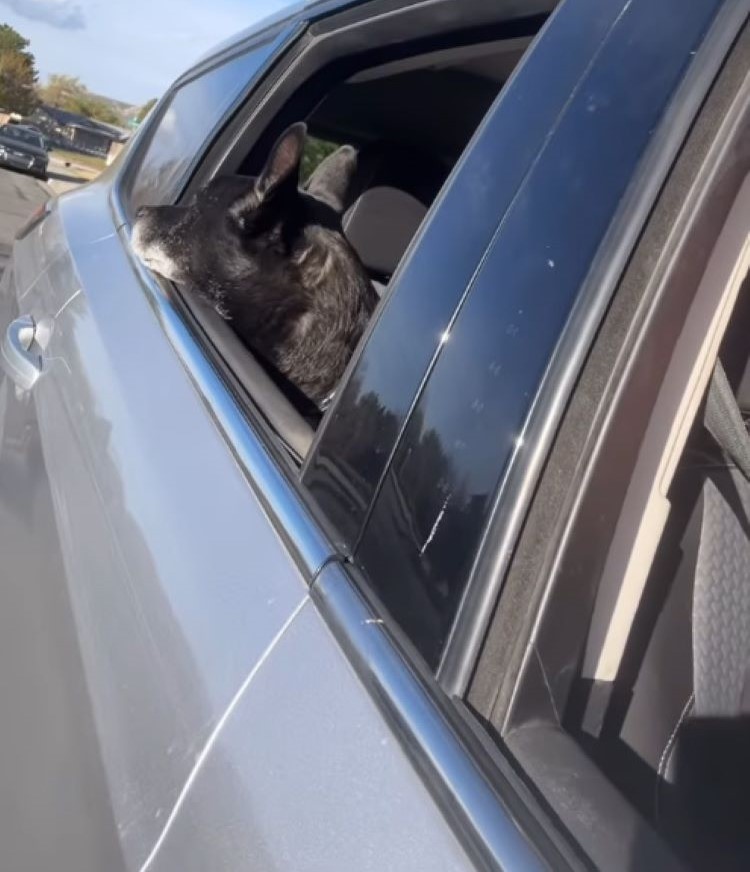 dog looking through car window