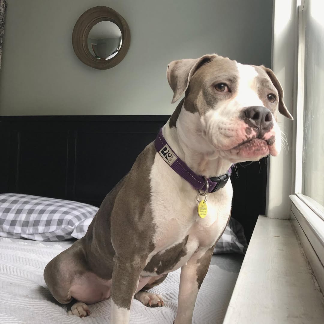 dog looking through the window