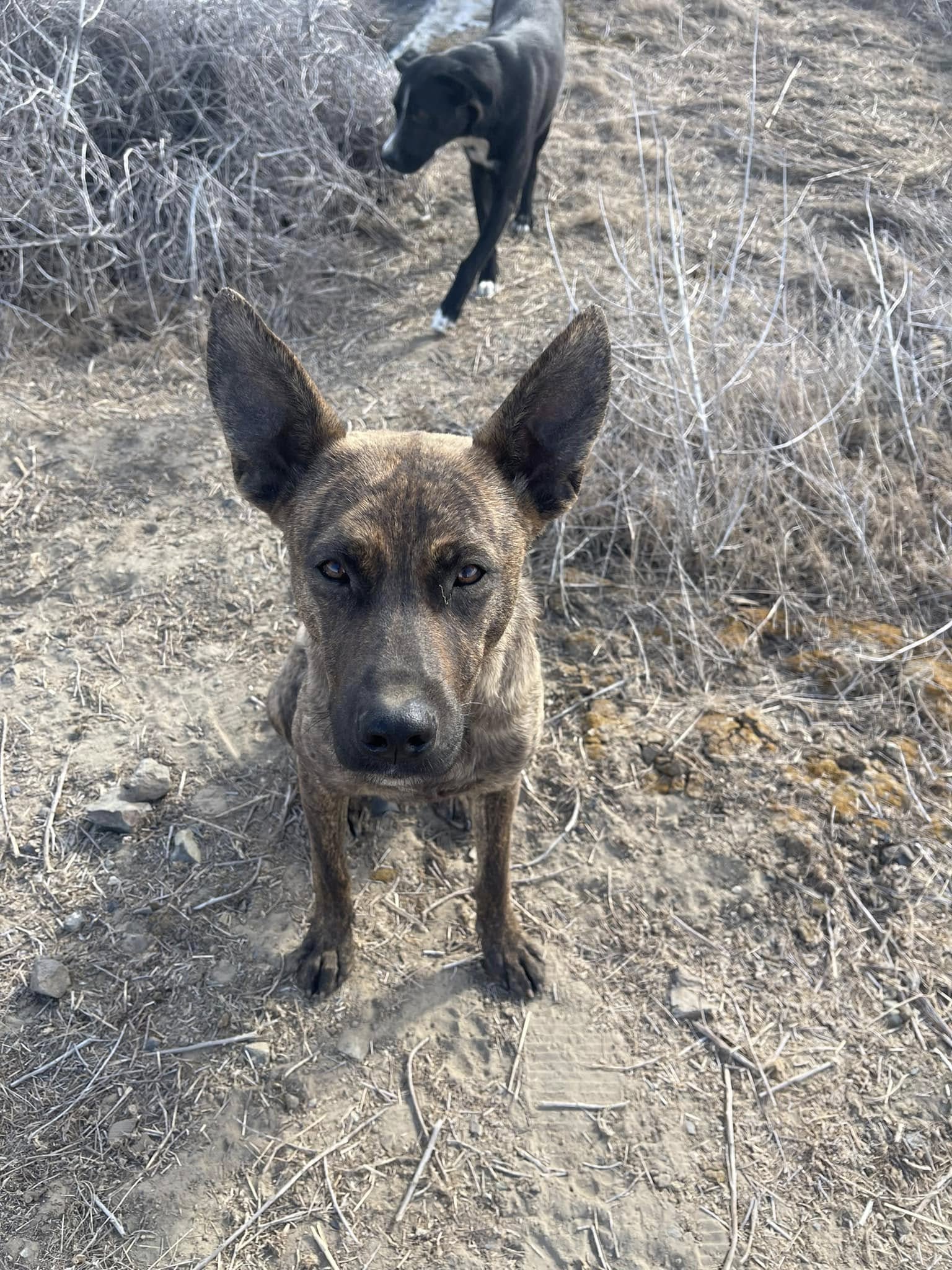 dog looking up
