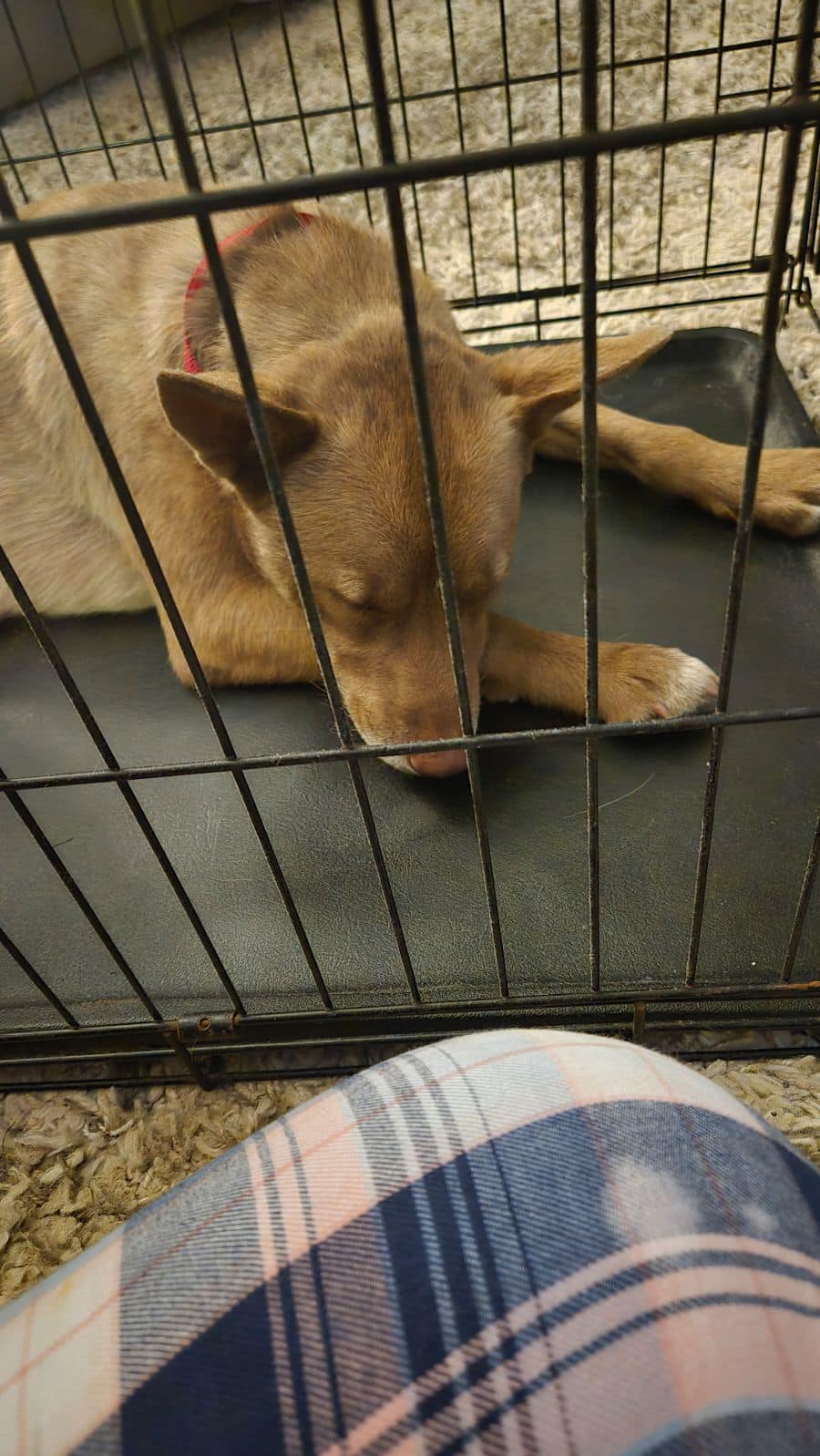 dog lying in crate