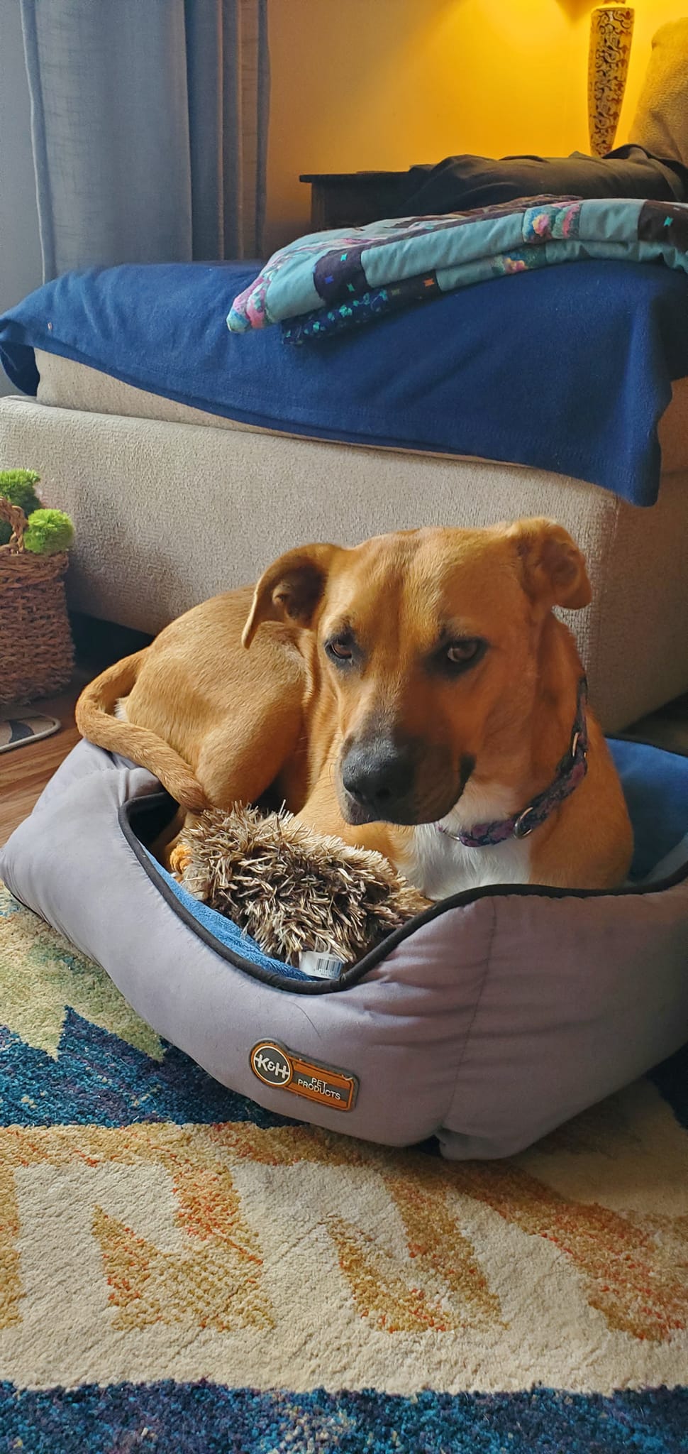 dog lying in pet bed
