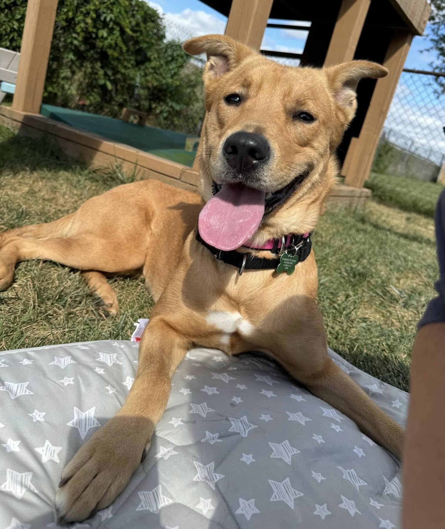 dog lying outside on blanket