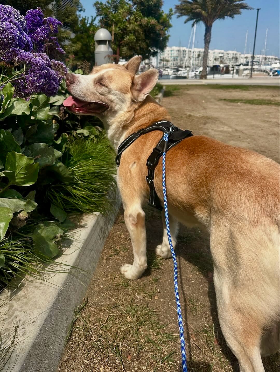 dog near flower