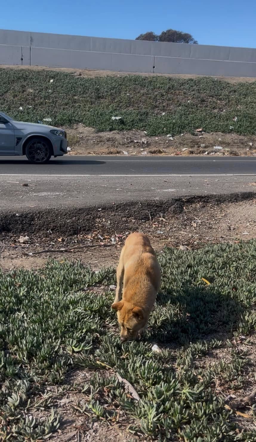 dog near road