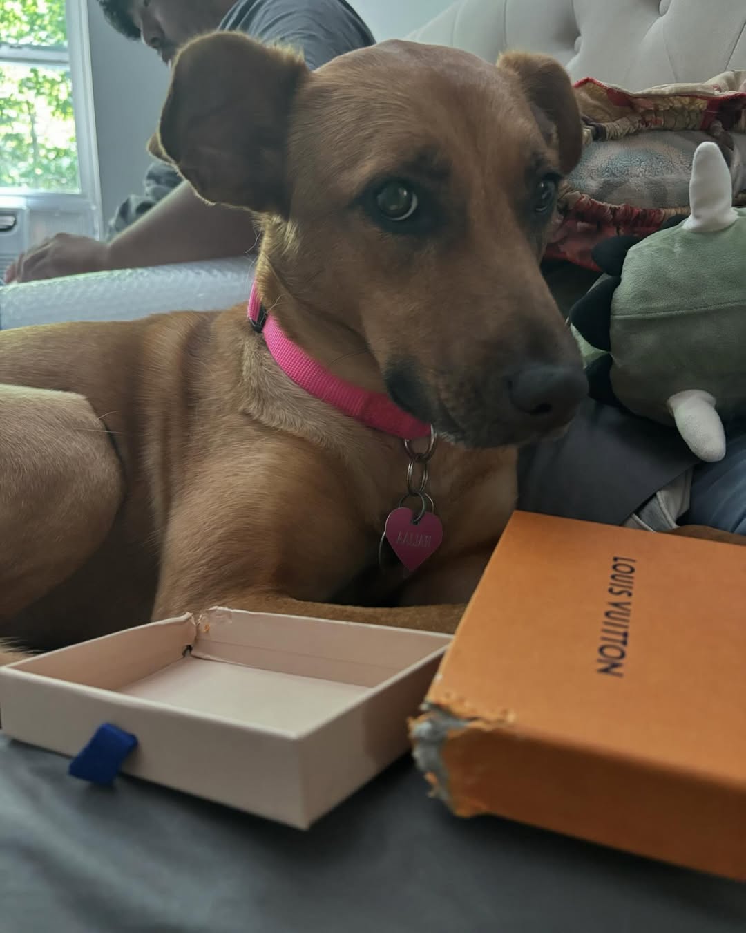 dog next to chewed-up box