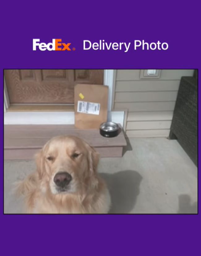 dog on FedEx photo