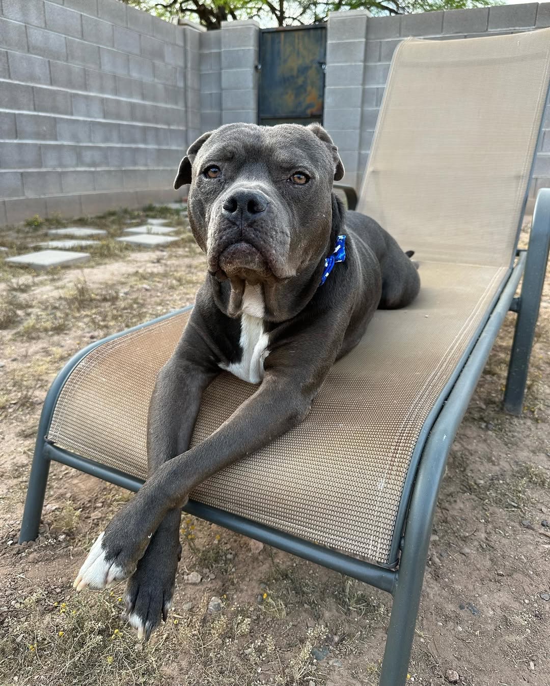 dog on a chair