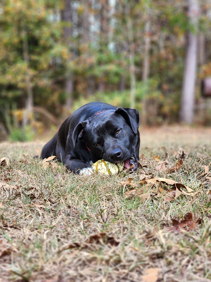 dog on a farm