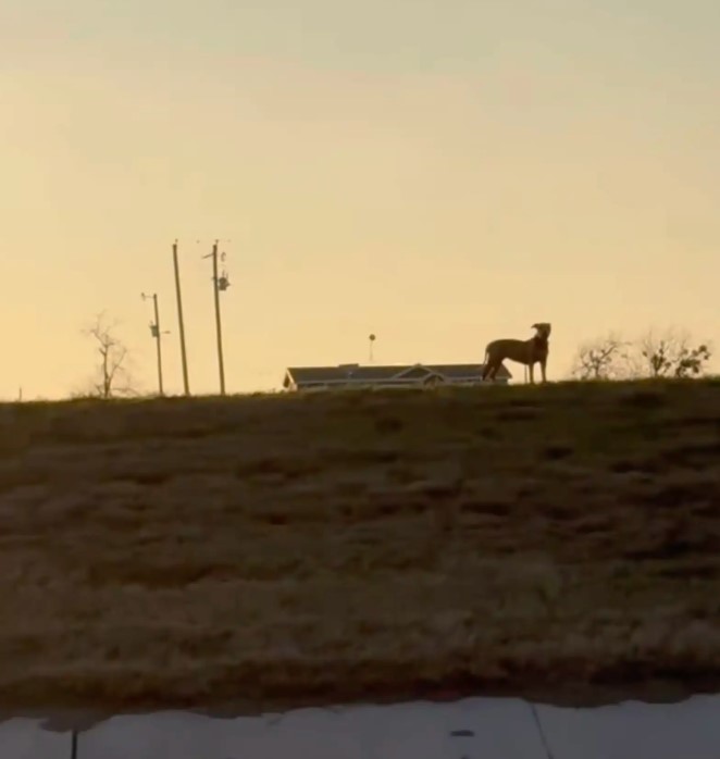 dog on a field