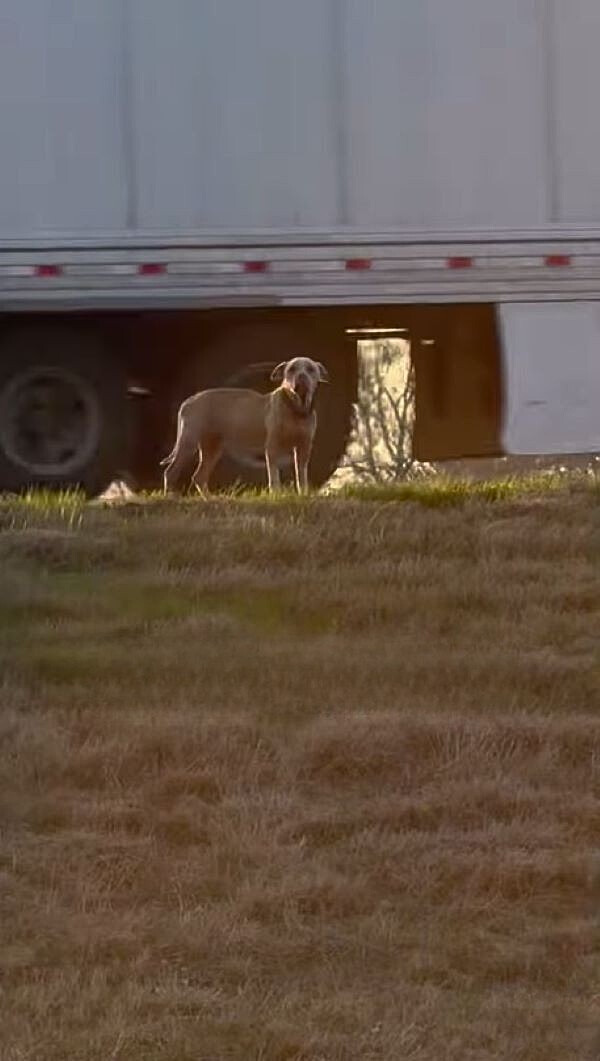 dog on a highway