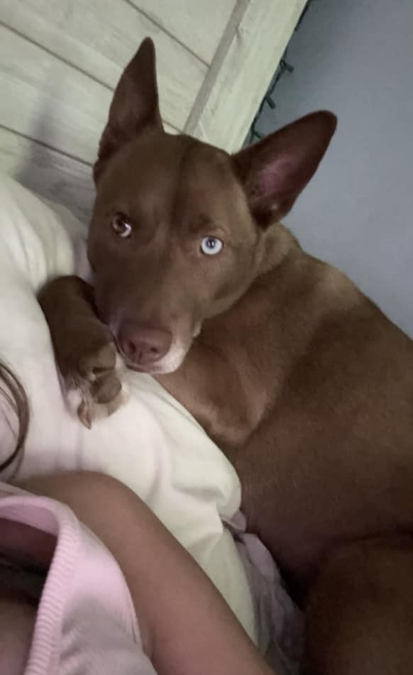 dog on a pillow