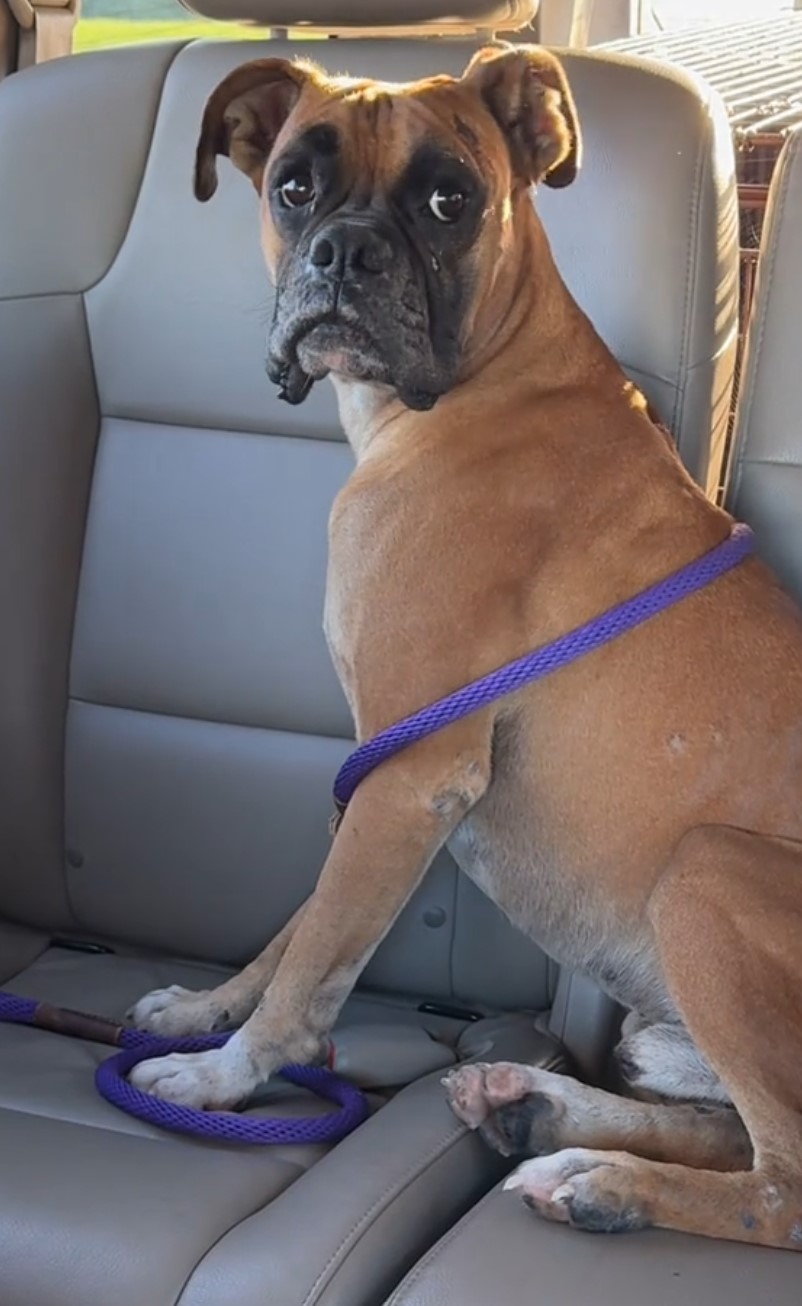 dog on back seat