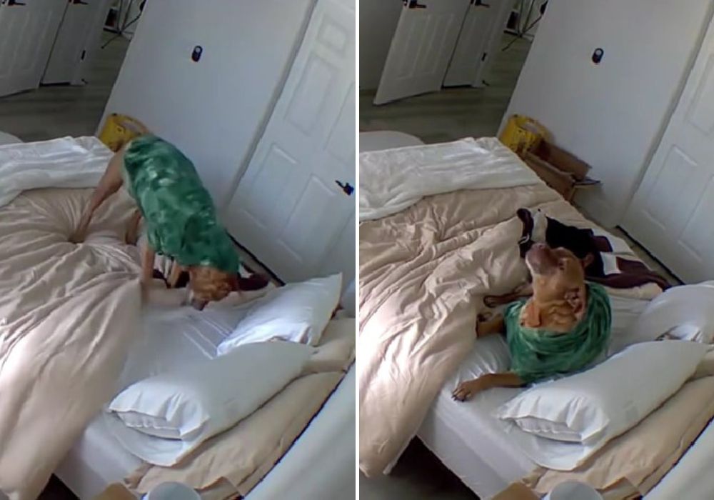dog on bed