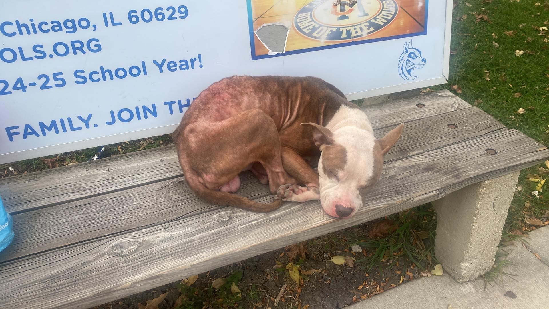 dog on bench