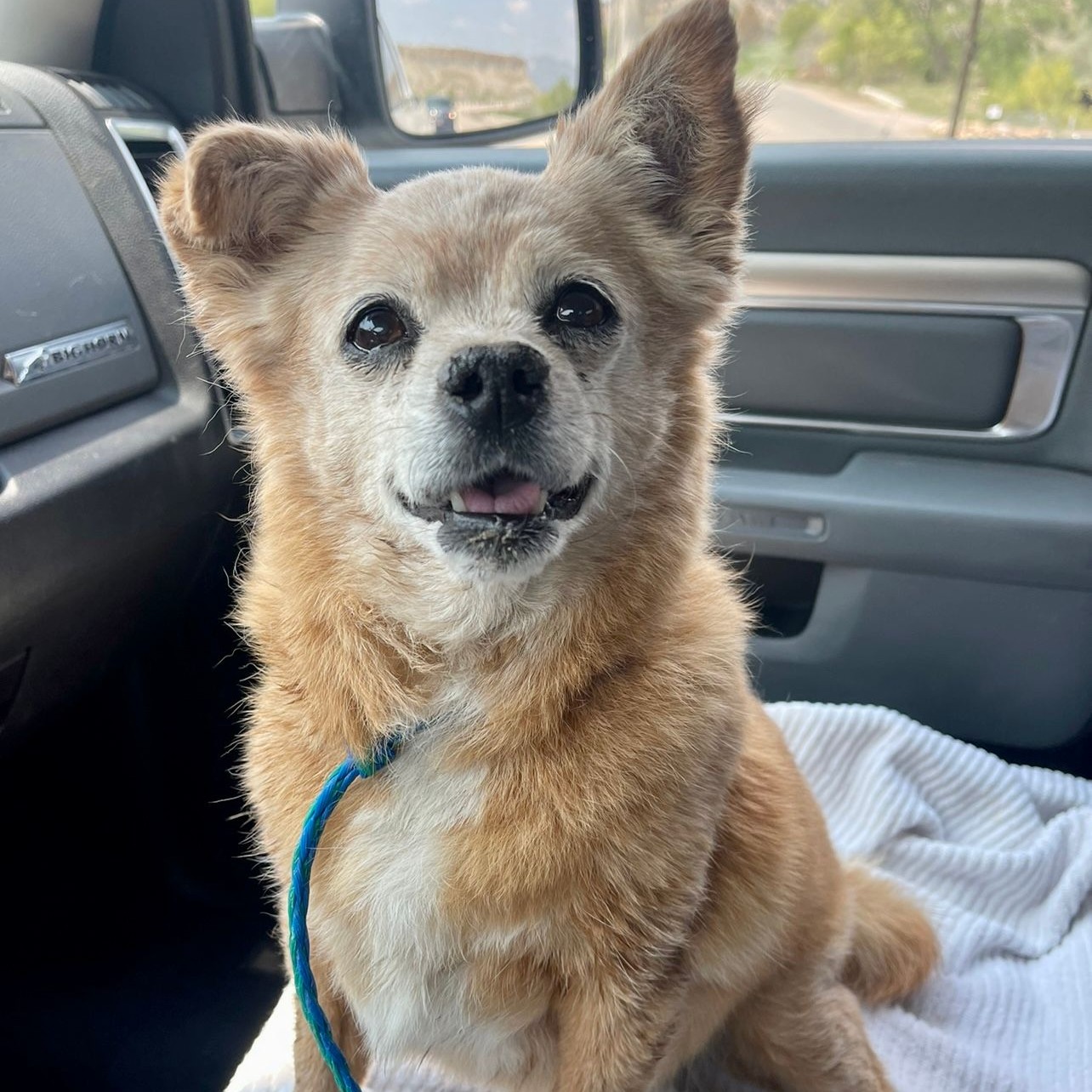dog on car seat