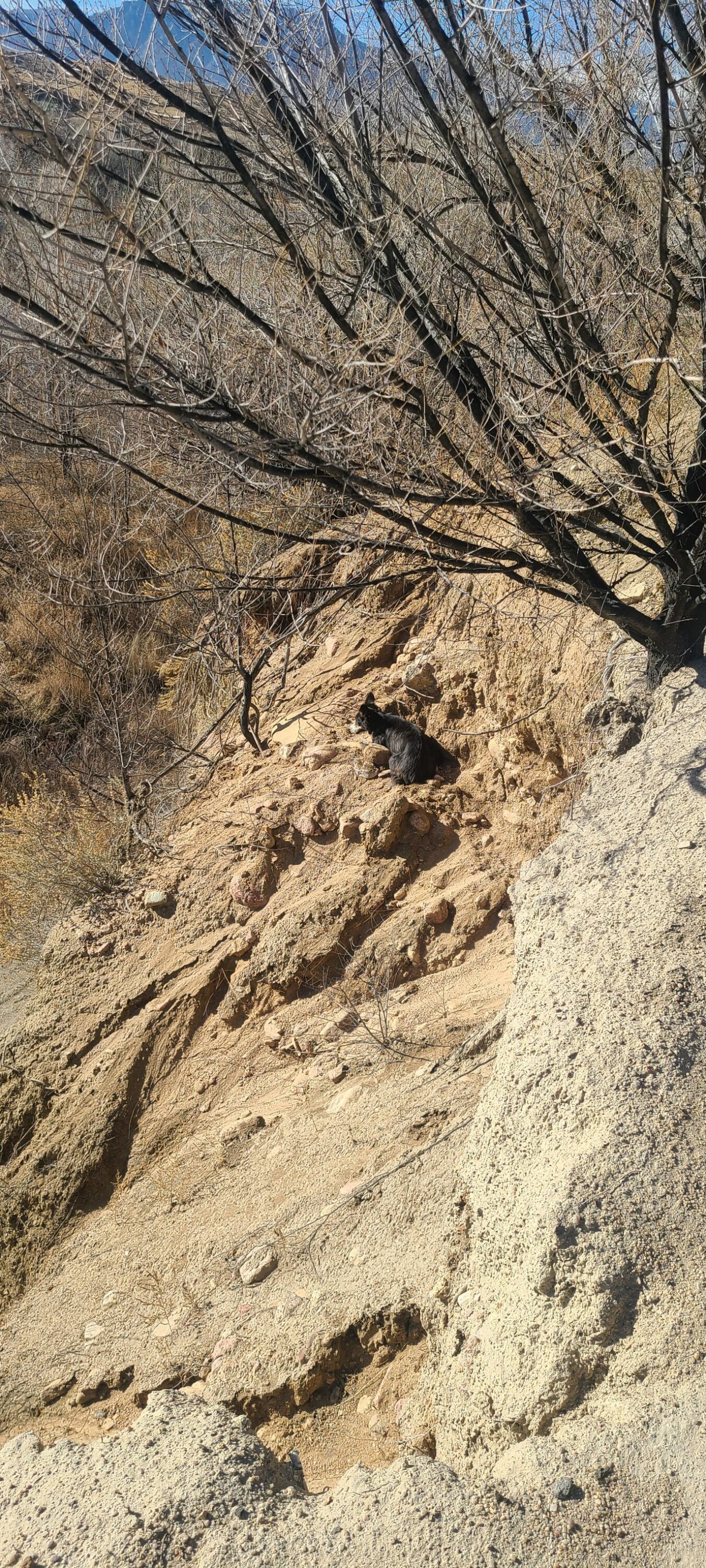 dog on cliff