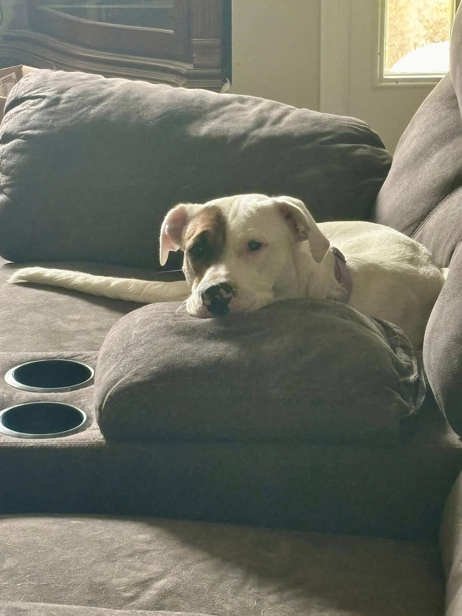 dog on couch