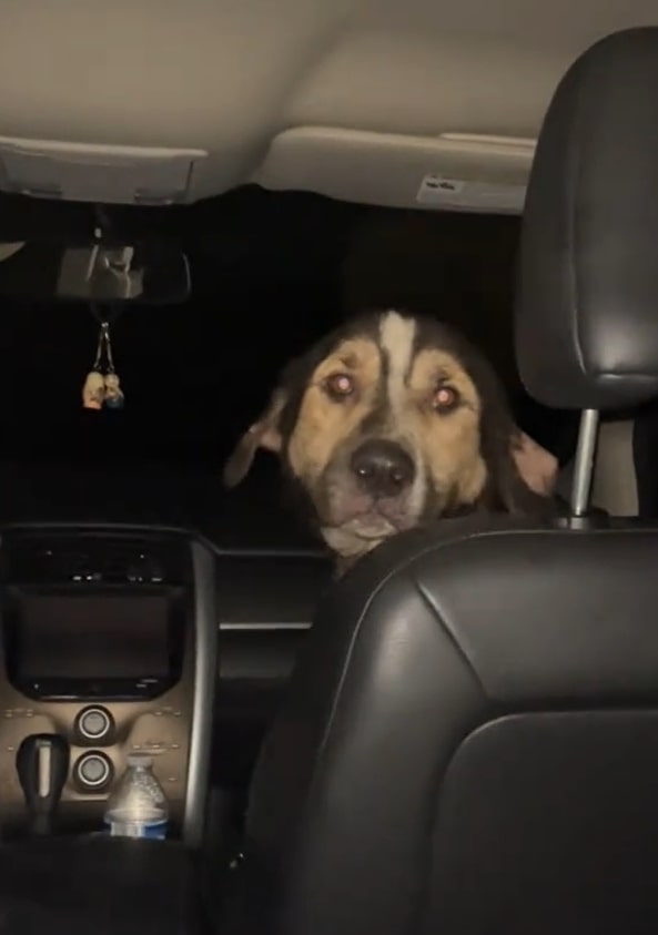 dog on front seat
